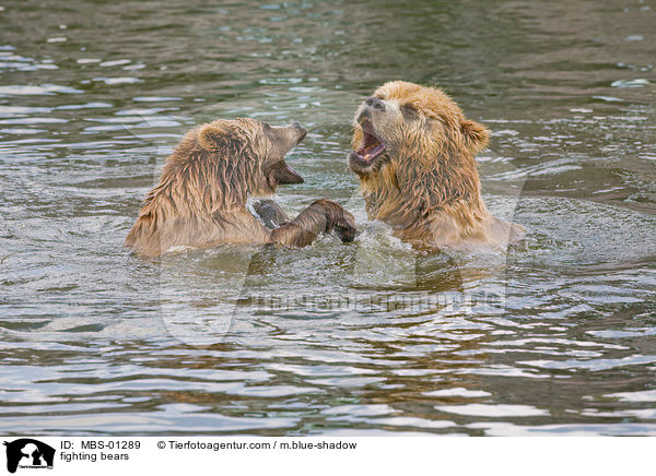 fighting bears / MBS-01289