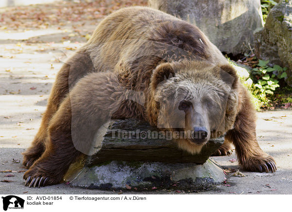 kodiak bear / AVD-01854