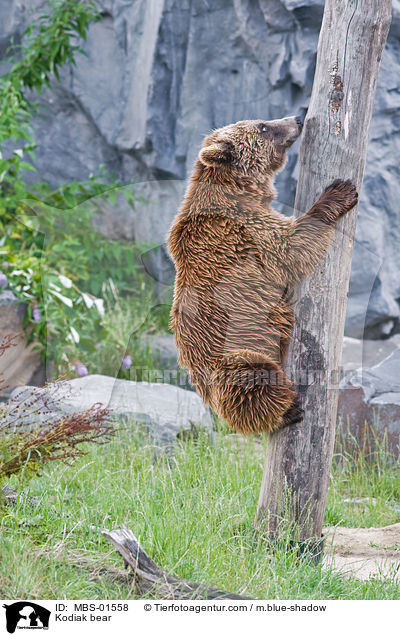 Kodiak bear / MBS-01558