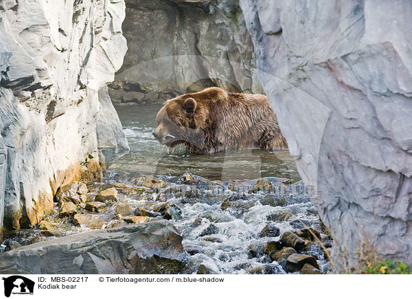 Kodiak bear / MBS-02217