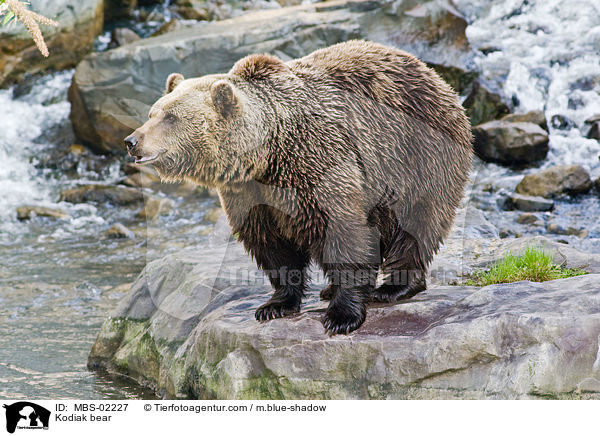 Kodiakbr / Kodiak bear / MBS-02227