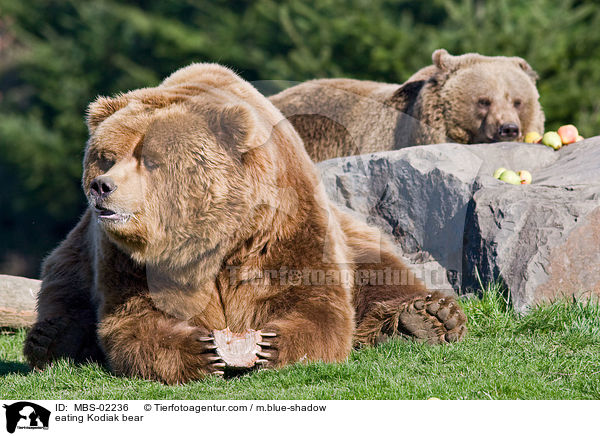 fressender Kodiakbr / eating Kodiak bear / MBS-02236