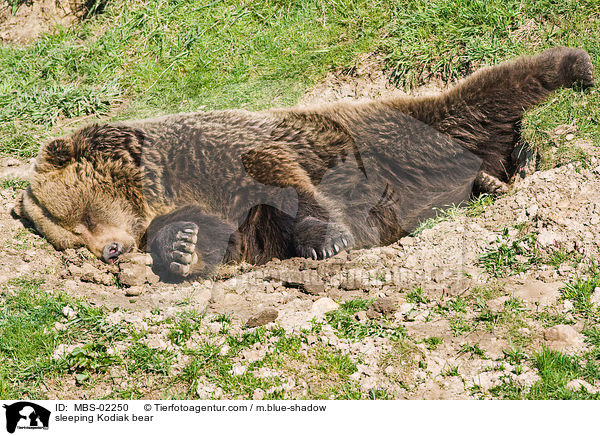 schlafender Kodiakbr / sleeping Kodiak bear / MBS-02250