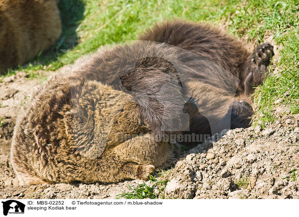 schlafender Kodiakbr / sleeping Kodiak bear / MBS-02252