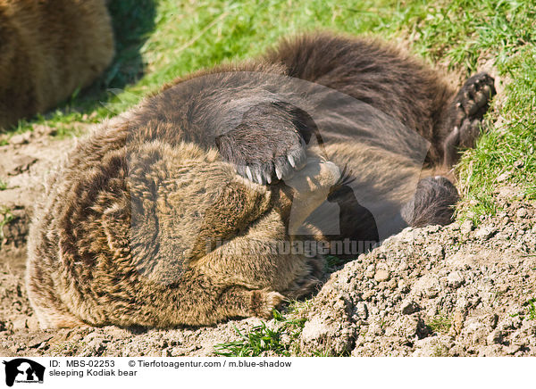 schlafender Kodiakbr / sleeping Kodiak bear / MBS-02253