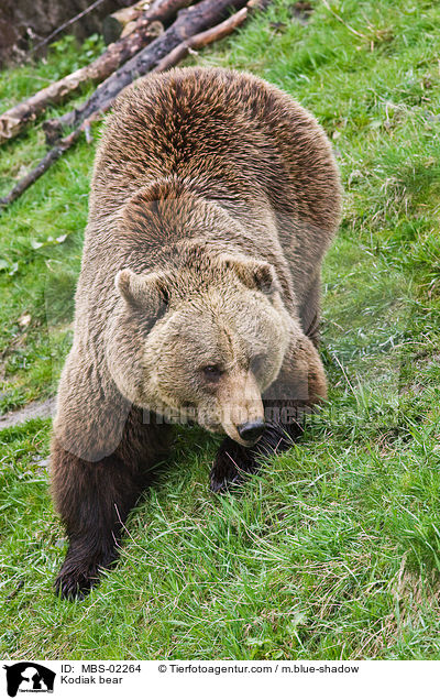 Kodiakbr / Kodiak bear / MBS-02264