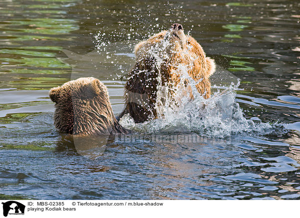 spielende Kodiakbren / playing Kodiak bears / MBS-02385