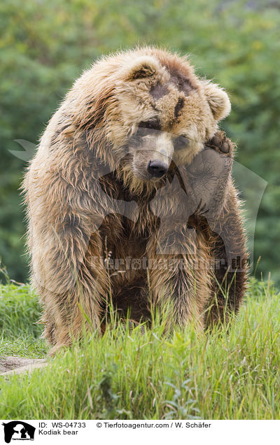 Kodiakbr / Kodiak bear / WS-04733