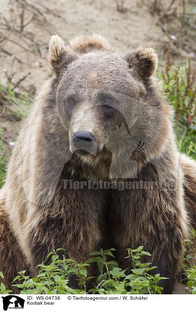 Kodiak bear / WS-04738