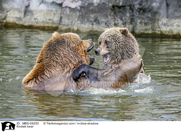 Kodiakbren / Kodiak bear / MBS-09250