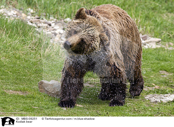 Kodiakbr / Kodiak bear / MBS-09251