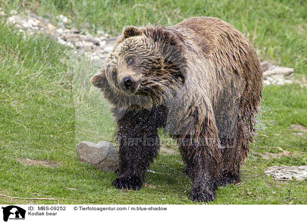 Kodiak bear / MBS-09252