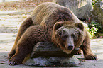 kodiak bear