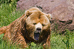 Kodiak bear