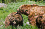 Kodiak bears