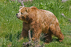 Kodiak bear