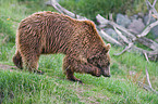 Kodiak bear