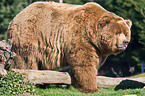 Kodiak bear