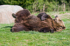 Kodiak bear