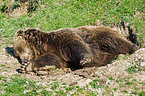 sleeping Kodiak bear