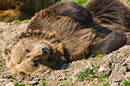 sleeping Kodiak bear