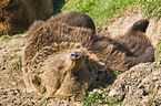 sleeping Kodiak bear