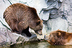 Kodiak bears