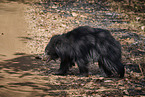 jungle bear