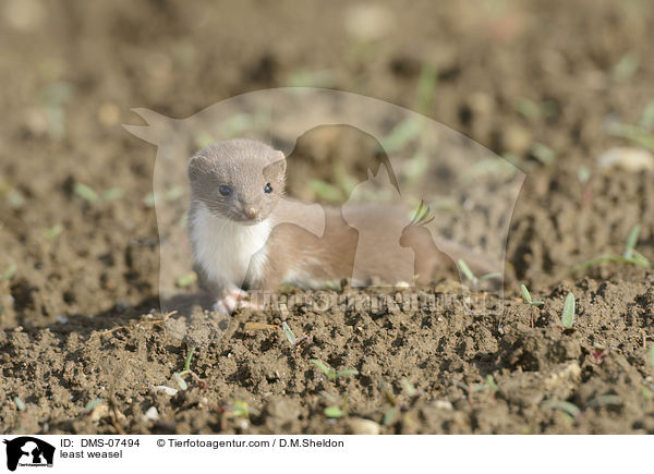 Mauswiesel / least weasel / DMS-07494