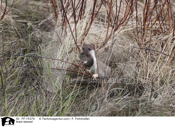 Mauswiesel / least weasel / FF-15379
