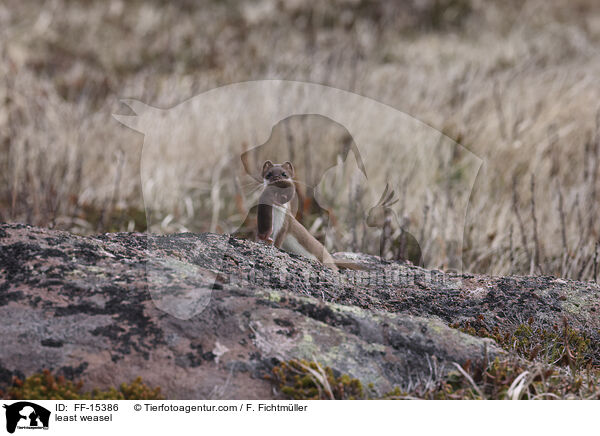 Mauswiesel / least weasel / FF-15386
