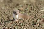 least weasel