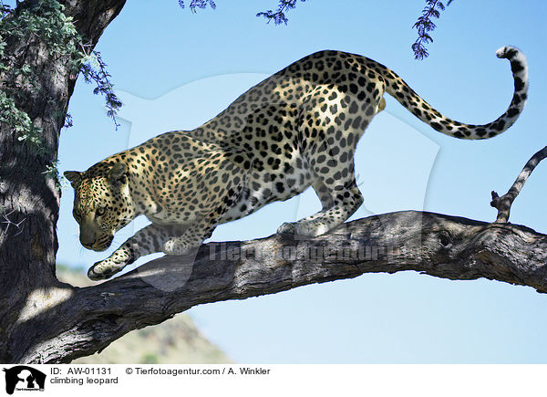 kletternder Leopard / climbing leopard / AW-01131