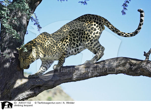 kletternder Leopard / climbing leopard / AW-01132