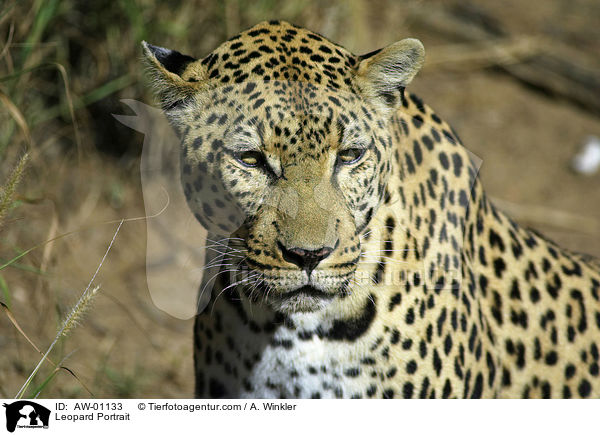 Leopard Portrait / Leopard Portrait / AW-01133