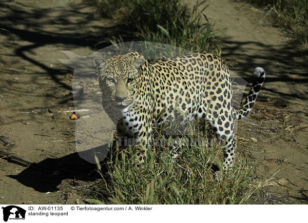 stehender Leopard / standing leopard / AW-01135