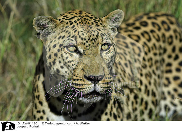 Leopard Portrait / Leopard Portrait / AW-01136