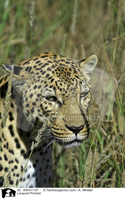 Leopard Portrait / Leopard Portrait / AW-01137