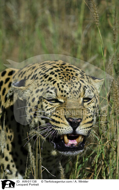Leopard Portrait / Leopard Portrait / AW-01138