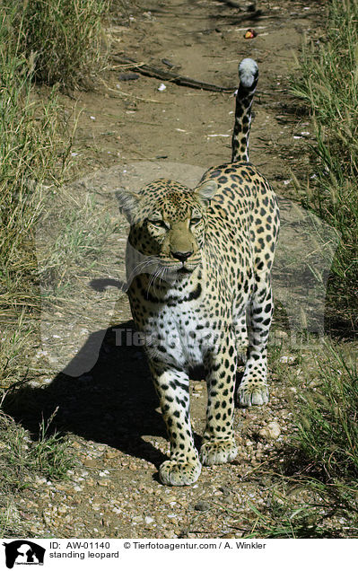 stehender Leopard / standing leopard / AW-01140