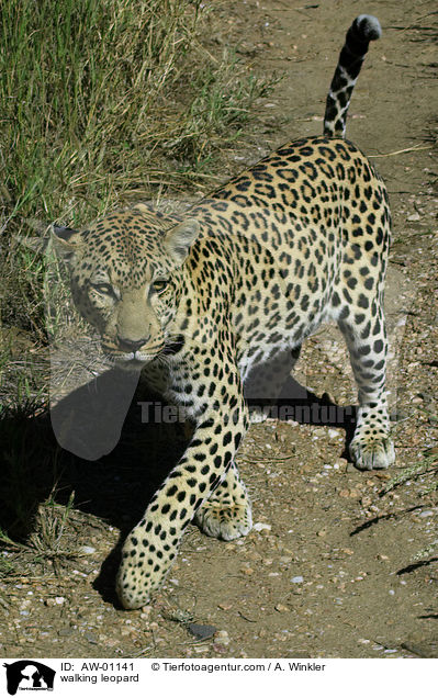 laufender Leopard / walking leopard / AW-01141