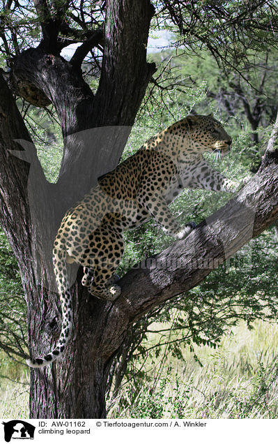 kletternder Leopard / climbing leopard / AW-01162