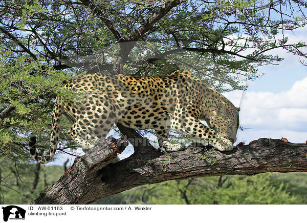 kletternder Leopard / climbing leopard / AW-01163