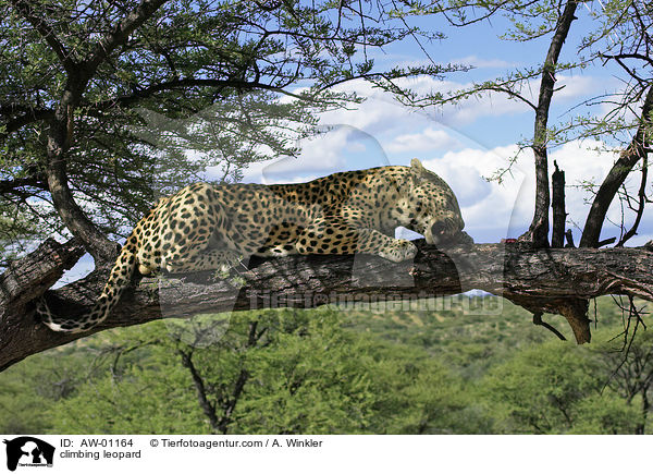 kletternder Leopard / climbing leopard / AW-01164
