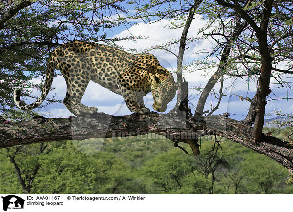 kletternder Leopard / climbing leopard / AW-01167