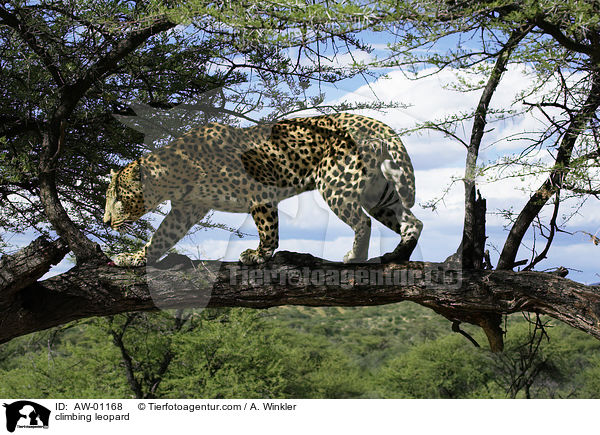 kletternder Leopard / climbing leopard / AW-01168
