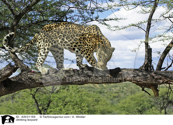 kletternder Leopard / climbing leopard / AW-01169