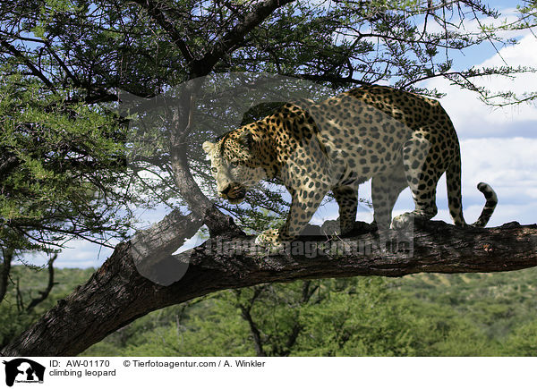 kletternder Leopard / climbing leopard / AW-01170