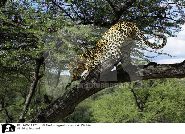 kletternder Leopard / climbing leopard / AW-01171