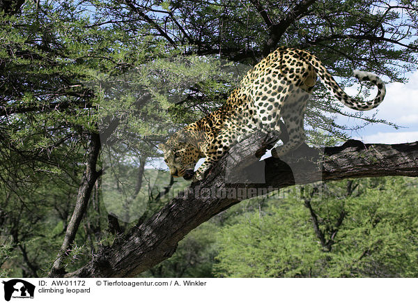 kletternder Leopard / climbing leopard / AW-01172